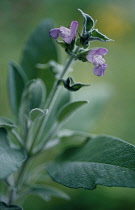 Sage, Salvia officinalis.