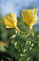 Evening Primrose, Oenothera biennis.