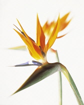 Bird of Paradise, Strelitzia.