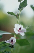Marsh Mallow, Althaea officinalis.