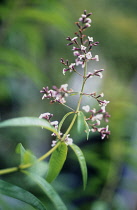 Lemon Verbena, Aloysia triphylla.