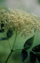 Elder, Sambucus nigra.