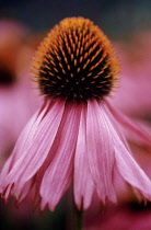 Echinacea, Purple coneflower, Echinacea purpurea.