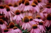 Echinacea, Purple coneflower, Echinacea purpurea.