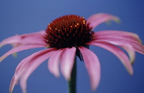 Echinacea, Purple coneflower, Echinacea purpurea.