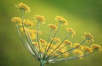 Fennel, Foeniculum vulgare.