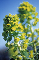 Euphorbia, Spurge, Euphorbia characias.