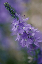 Veronica, Veronica gentianoides.