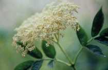 Elder, Sambucus nigra.