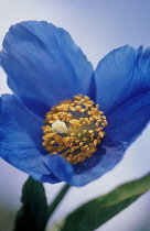 Himalayan Blue Poppy, Meconopsis grandis.