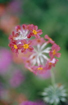 Primula, Primrose, Candelabra primrose, Primula pulverulenta 'Bartley'.