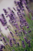 Lavender, Lavandula augustifolia.