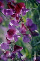 Sweetpea, Lathyrus odoratus.