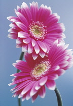 Gerbera.