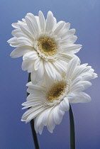 Gerbera.