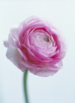 Ranunculus.