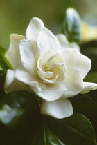 Gardenia, Gardenia augusta.