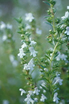 Savory, Summer savory, Satureia hortensis.