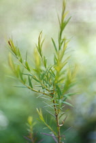 Teatree, Melaleuca alternifolia.