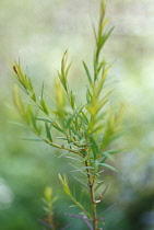 Teatree, Melaleuca alternifolia.