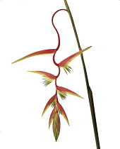 Heliconia.