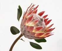 Protea, Protea cynaroides.