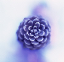 Abies, Pine, Fir, Spruce, Pinus, Close up studio shot with a mauve colour cast..