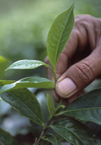 Tea Plant, Camellia sinensis.