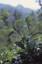 Tea Plant, Camellia sinensis.