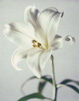 Lily, Lilium.