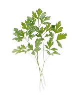 Parsley, Flat leaf parsley, Petroselinum neapolitanum.