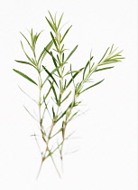 Rosemary, Rosemarinus officinalis.