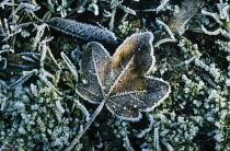 Field Maple, Acer campestre.