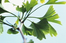Gingko, Maidenhair tree, Gingko biloba.