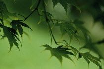 Japanese Maple, Acer palmatum.