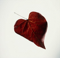 Forest Pansy, Cercis canadensis.