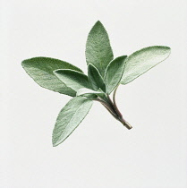 Sage, Salvia officinalis.