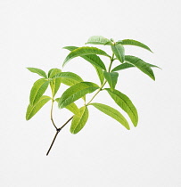 Lemon Verbena, Aloysia triphylla.