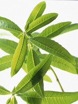 Lemon Verbena, Aloysia triphylla.