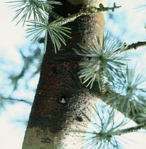 Atlas Cedar, Cedrus atlantica.