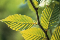 Carpinus Betula, Hornbeam, Carpinus betulus.