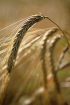 Barley, Hordeum.