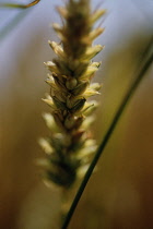 Wheat, Triticum.