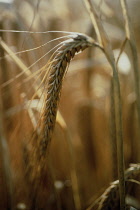 Barley, Hordeum.