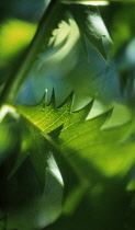 Honeybush, Melianthus major.