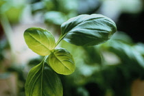 Basil, Ocimum basilicum.