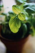 Basil, Ocimum basilicum.