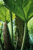 Gunnera, Gunnera manicata.