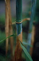 Bamboo, Phyllostachys.