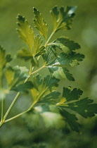 Parsley, Flat leaf parsley, Petroselinum neapolitanum.